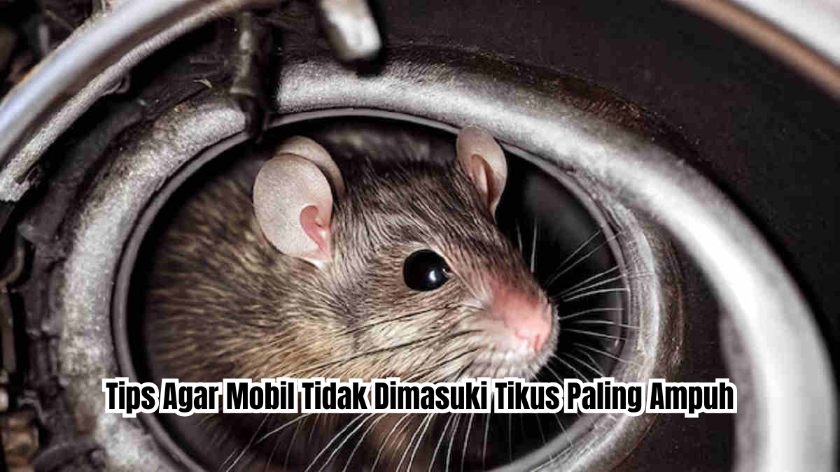 tips agar mobil tidak dimasuki tikus